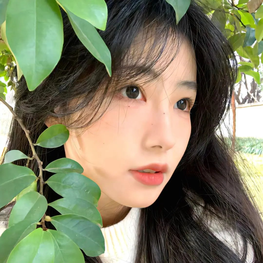 美国豚鼠